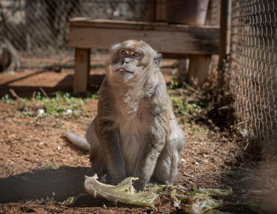 Freeman, a rescued albino monkey